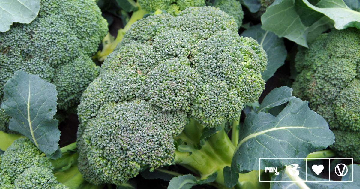 Unlock Broccoli's Superpowers: Health Benefits & Family-Friendly Recipes